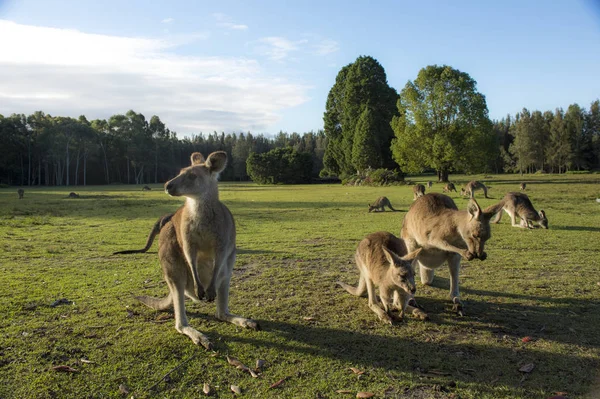 Kangourou sauvage en Australie — Photo