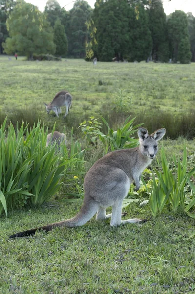 Kangourou sauvage en Australie — Photo