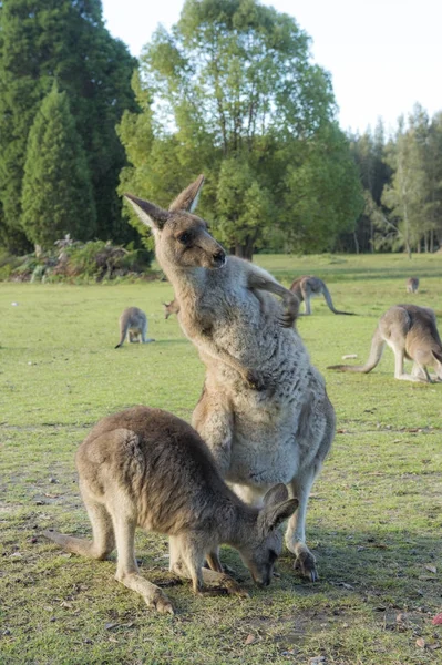 Canguro selvatico in Australia — Foto Stock