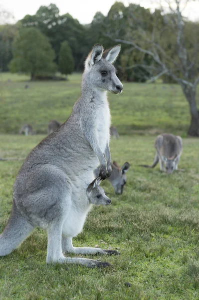 Kangourou sauvage en Australie — Photo