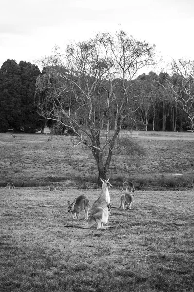 Kangourou sauvage en Australie — Photo