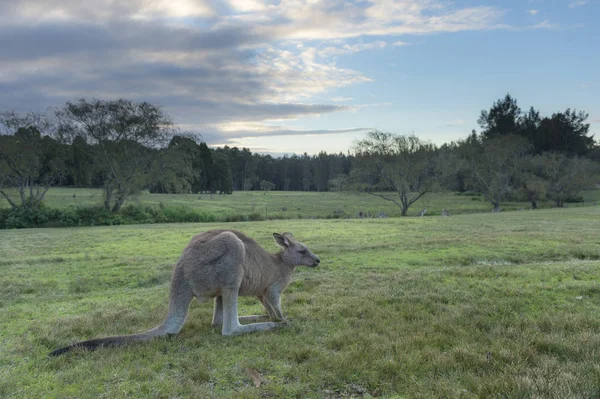 Canguro selvatico in Australia — Foto Stock