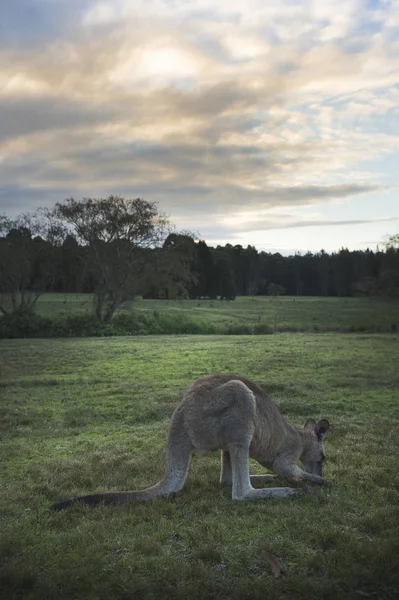 Canguro selvatico in Australia — Foto Stock