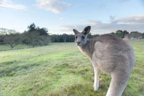 Avustralya 'da vahşi kanguru — Stok fotoğraf