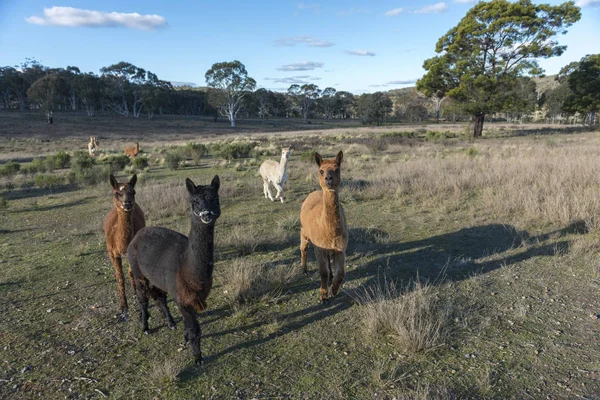 Fazenda Alpacas na Austrália — Fotografia de Stock