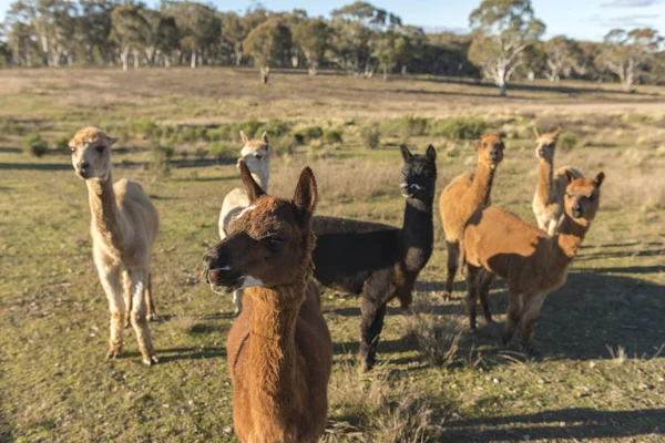 澳大利亚驼农场 — 图库照片