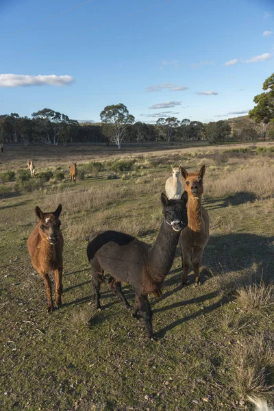 Ferme Alpacas en Australie — Photo