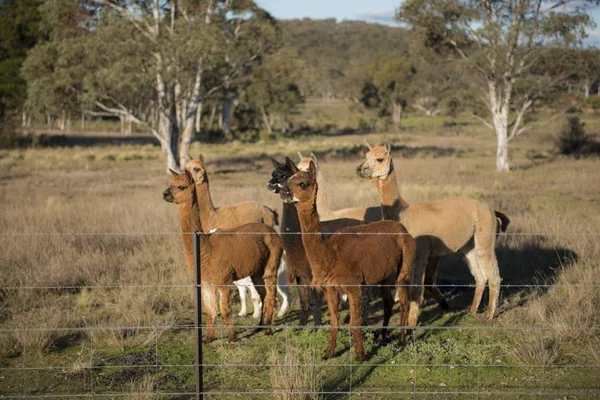 オーストラリアのアルパカ農場 — ストック写真