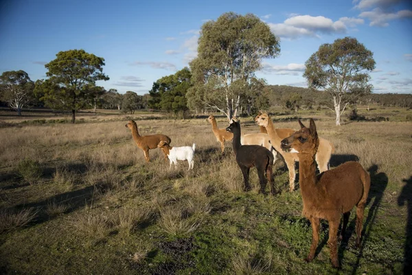 Fazenda Alpacas na Austrália — Fotografia de Stock