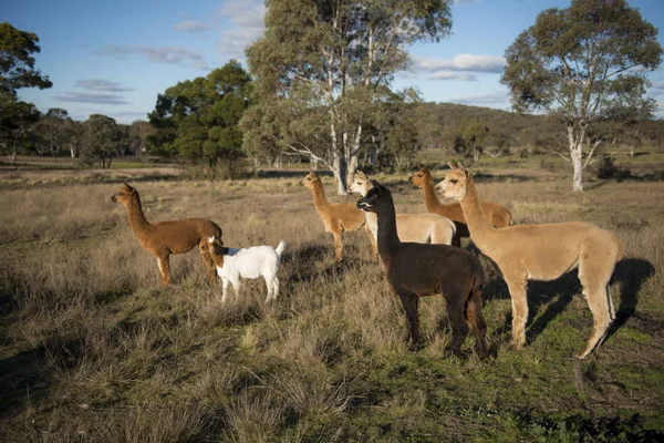 Alpakas-Farm in Australien — Stockfoto