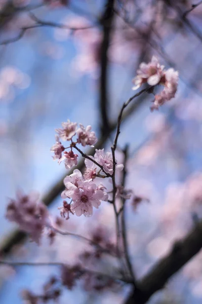 Kersenbloesem met blauwe lucht — Stockfoto