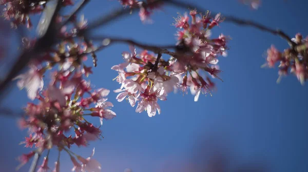 Třešňový květ s modrou oblohou — Stock fotografie