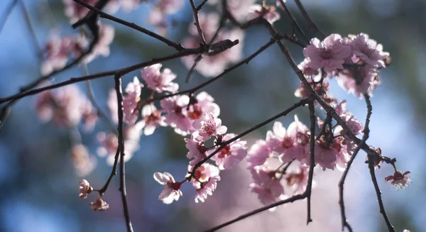 青空と桜の花 — ストック写真