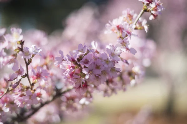 Flor de cerezo con cielo azul — Foto de Stock