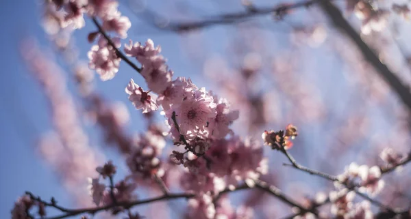 Fiore di ciliegio con cielo blu — Foto Stock
