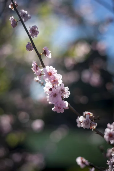 Flor de cerezo con cielo azul — Foto de Stock