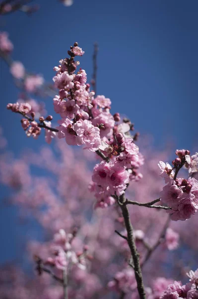 Cherry blossom med blå himmel — Stockfoto