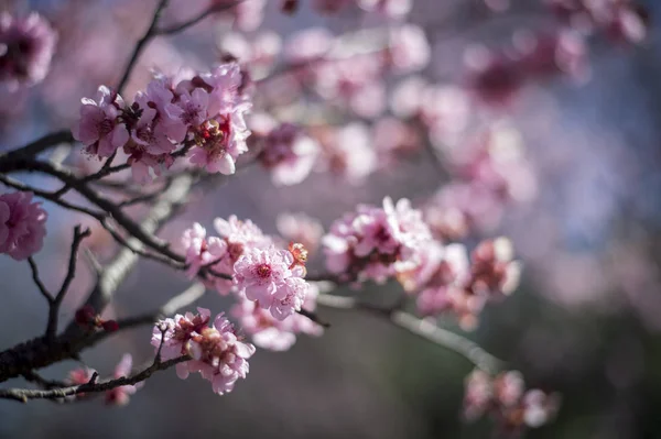 Fiore di ciliegio con cielo blu — Foto Stock