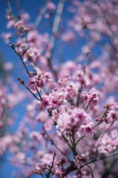 Cherry Blossom with blue sky — Stock Photo, Image