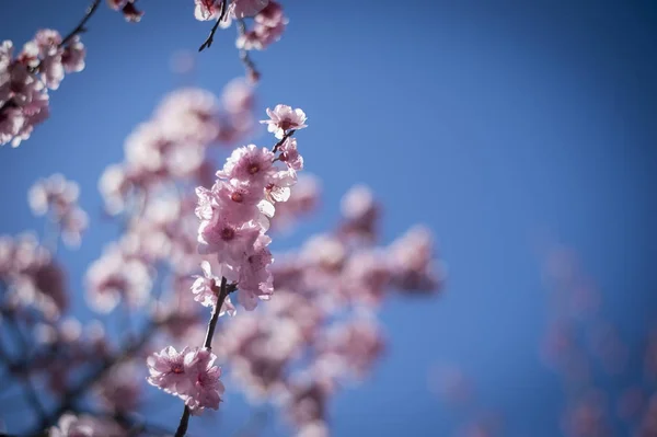 Cherry blossom med blå himmel — Stockfoto