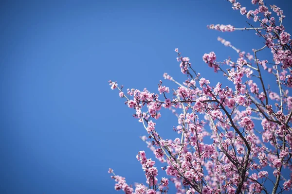 Třešňový květ s modrou oblohou — Stock fotografie