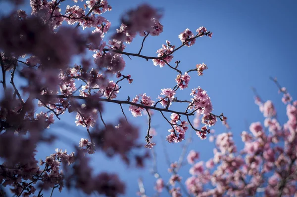 Fiore di ciliegio con cielo blu — Foto Stock