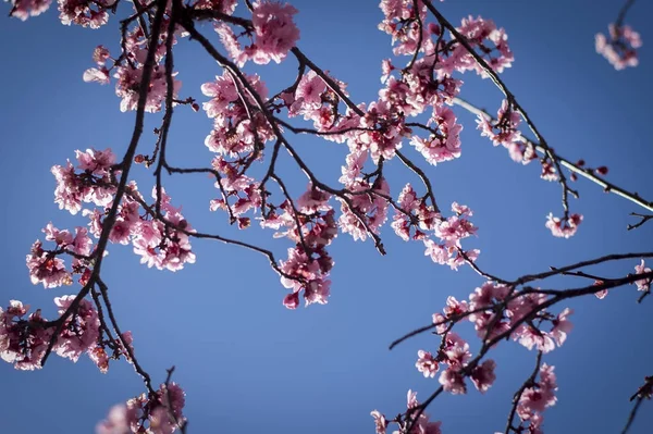 Kwiat wiśni z błękitnego nieba — Zdjęcie stockowe