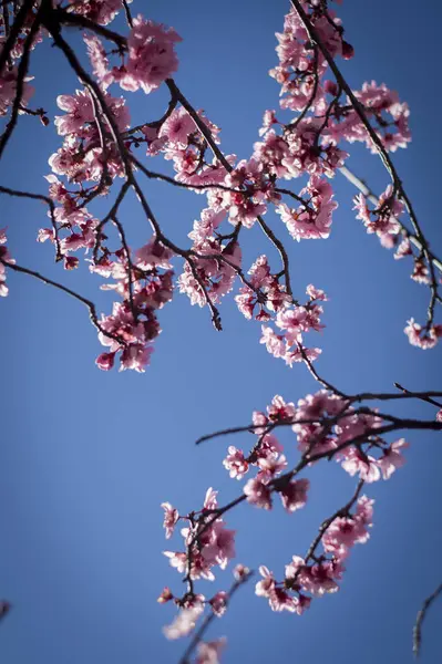 Fiore di ciliegio con cielo blu — Foto Stock
