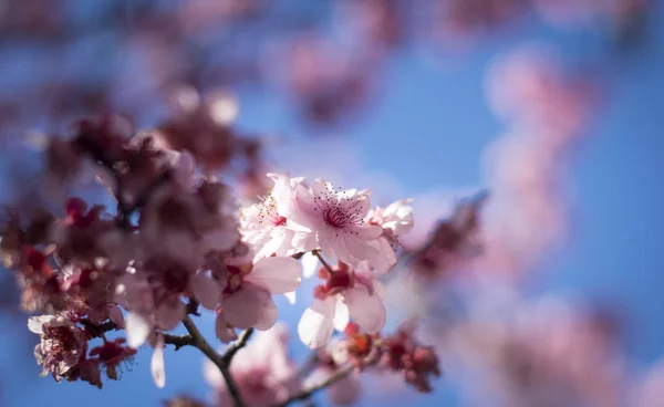 Flor de cerezo con cielo azul — Foto de Stock