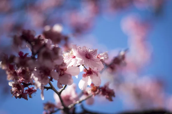 Flor de cerezo con cielo azul — Foto de Stock