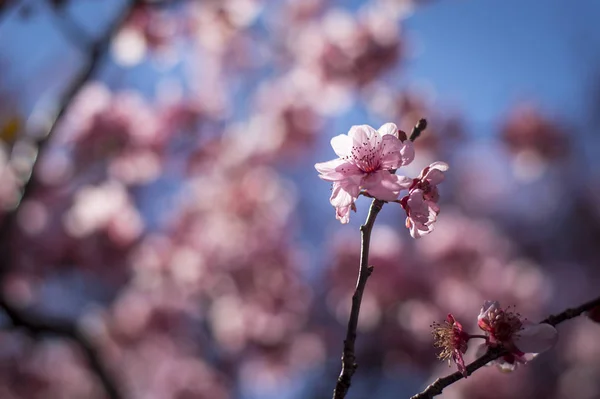 青空と桜の花 — ストック写真