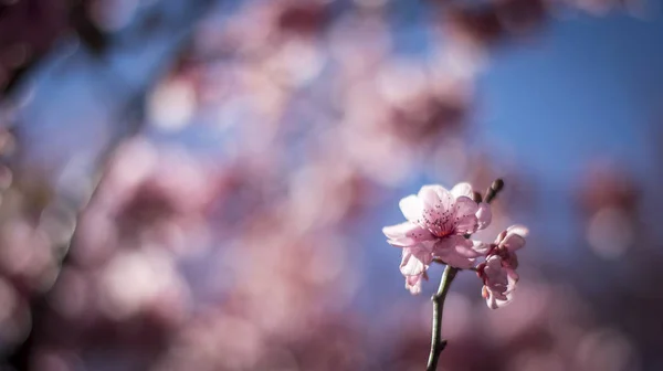 青空と桜の花 — ストック写真