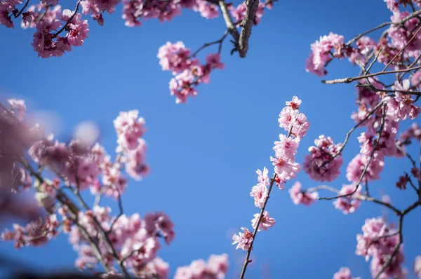 Kwiat wiśni z błękitnego nieba — Zdjęcie stockowe