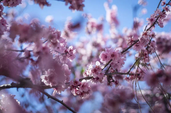 Cherry blossom med blå himmel — Stockfoto