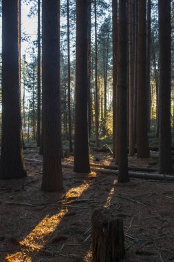 Şeker çam yürüyüş Avustralya