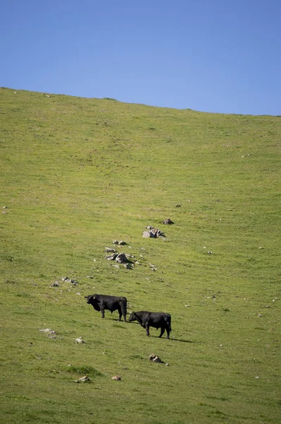 オーストラリアの田舎で牛ファーム — ストック写真