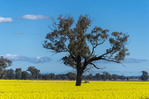 Campo de canola en Australia — Foto de Stock