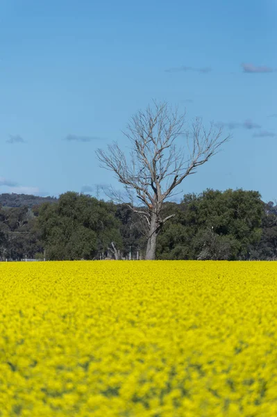 Canola veld in Australië — Stockfoto