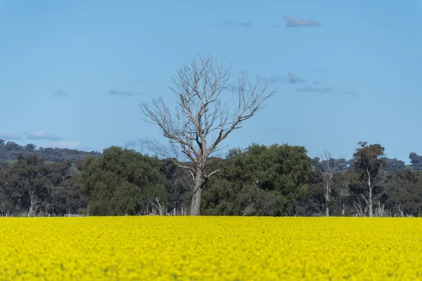 Canola veld in Australië — Stockfoto