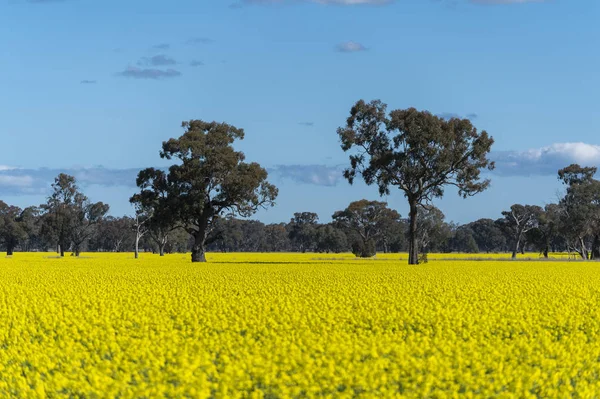 Campo de canola en Australia — Foto de Stock