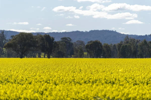 Campo de canola en Australia — Foto de Stock