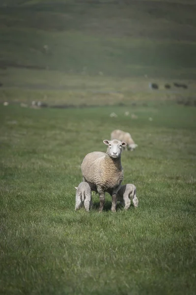 澳大利亚农场绵羊 — 图库照片