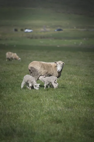 Schafe im Bauernhof, Australien — Stockfoto