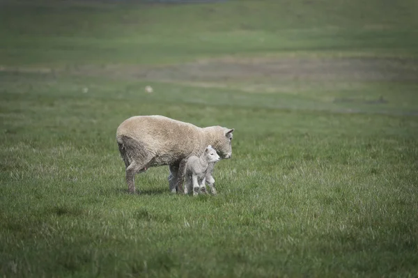 Ovce v farm, Austrálie — Stock fotografie