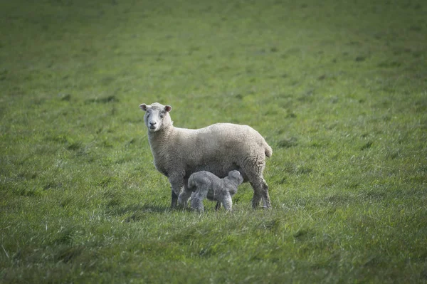 澳大利亚农场绵羊 — 图库照片