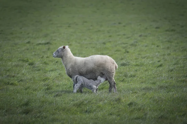 Juh-Farm, Ausztrália — Stock Fotó