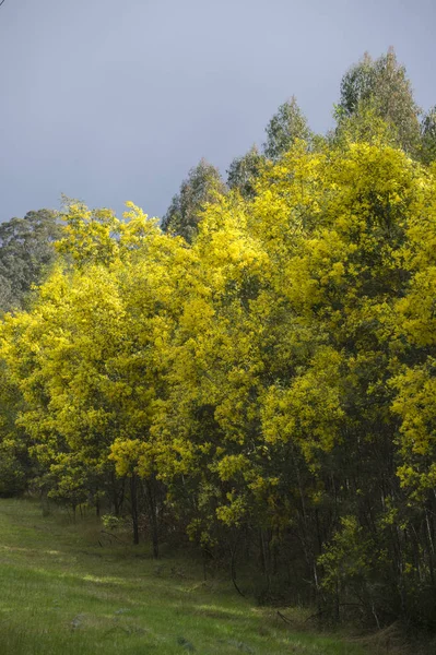 Utsikt över Australien landsbygden — Stockfoto