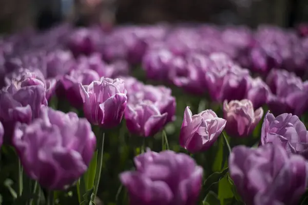 Festival Des Tulipes Australie Pendant Saison Floraison — Photo