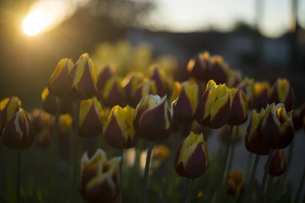 Tulp Festival Australië Tijdens Bloeiende Seizoen Rechtenvrije Stockafbeeldingen