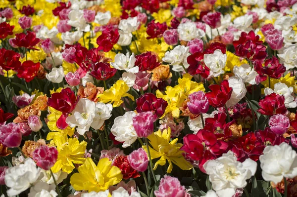 Tulp Festival Australië Tijdens Bloeiende Seizoen Stockafbeelding